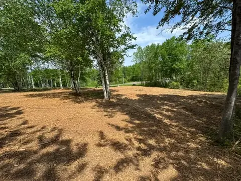 Residential lot mulched clean around birch trees