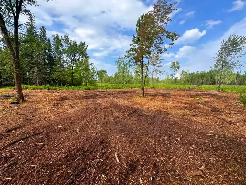 Summer clearing mulched under a blue sky