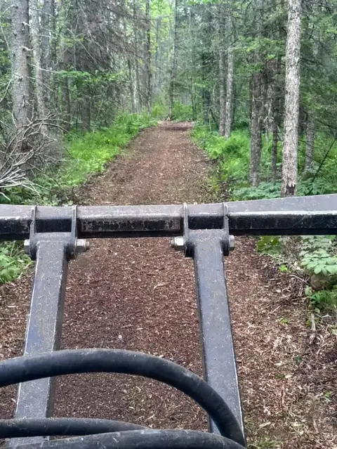 Mulched trail cut through thick forest