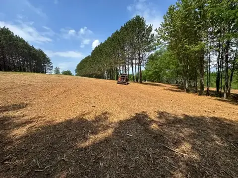Field mulched clean beside a row of pines