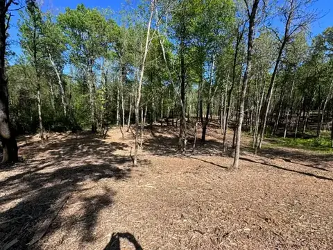 Underbrush cleared between hardwoods
