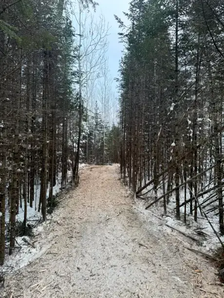 Winter trail mulched through tall spruce